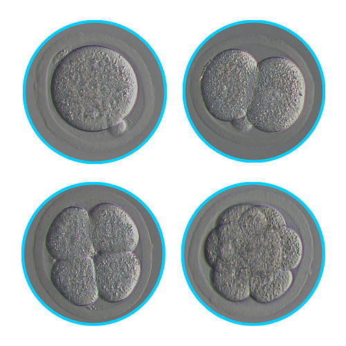 Embryotech Embryos, Ova and Sperm